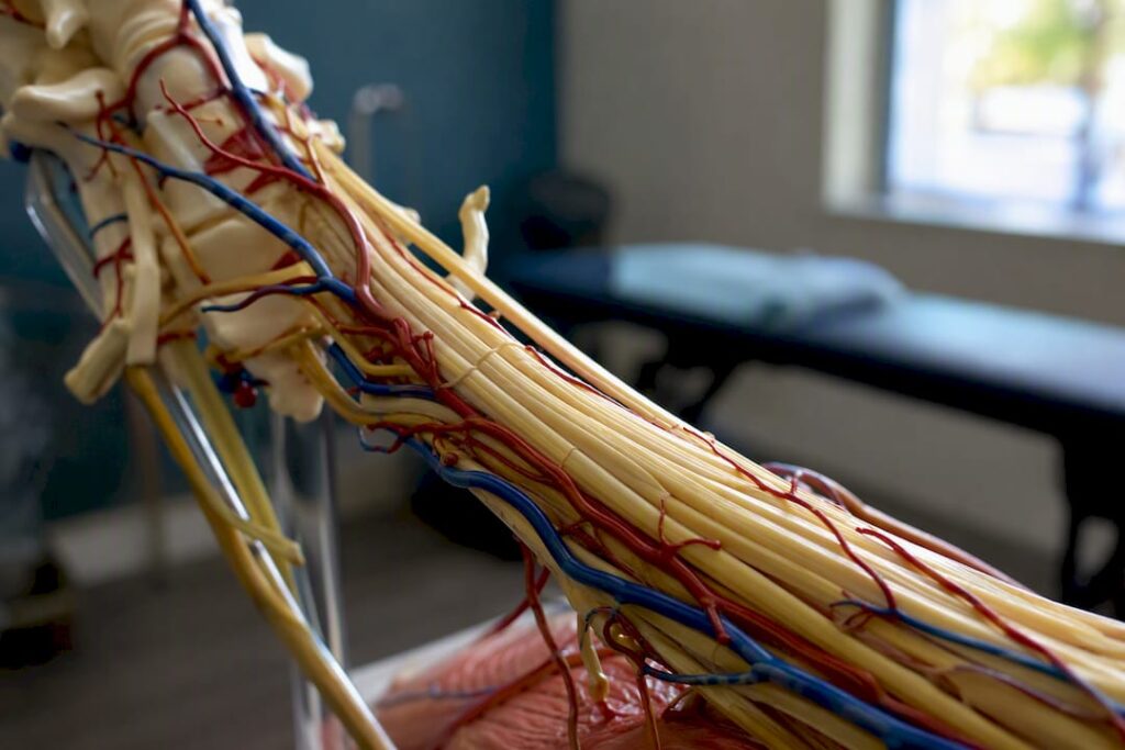 Close-up of nerve model showing blood vessels